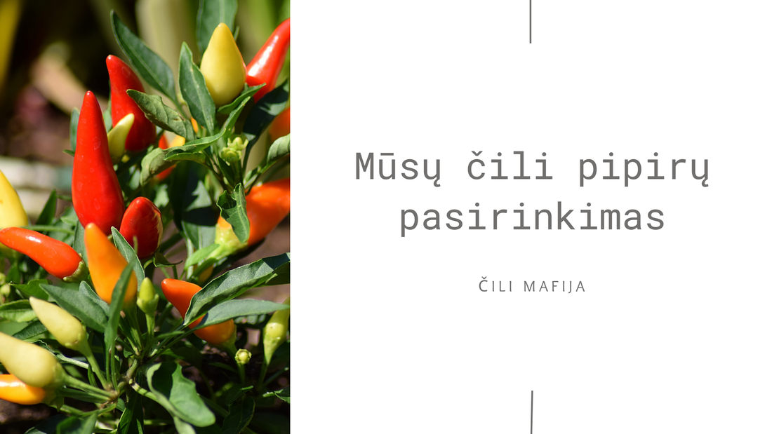 Kokius čili pipirus renkamės - Čili Mafija